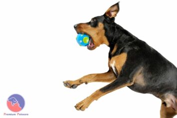 Planet Dog Orbee-Tuff Orbee Ball