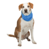 Trixie Cooling Bandana For Dogs