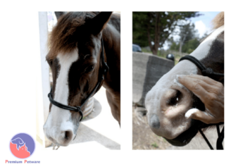 Vetpro Sunblock Powder
