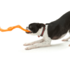 West Paw Bumi Tug Toy and Boston Terrier