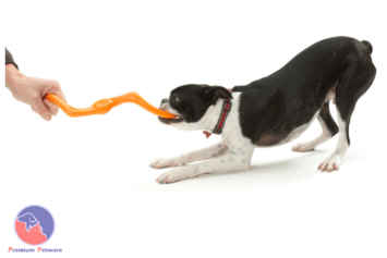 West Paw Bumi Tug Toy and Boston Terrier