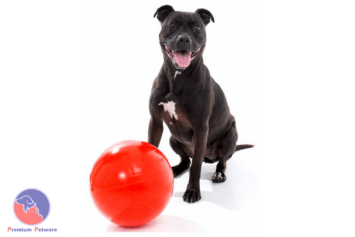 AUSSIE DOG Staffie Ball