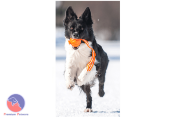 Liker Line Collie