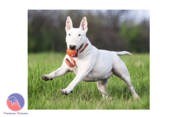 Liker Line Bull Terrier