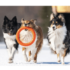 PITCHDOG FETCH RING
