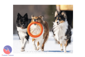 PITCHDOG FETCH RING