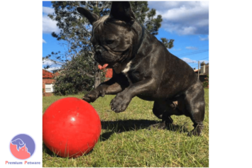 AUSSIE DOG ENDURO MEDIUM