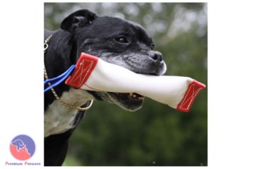 AUSSIE DOG FETCH IT