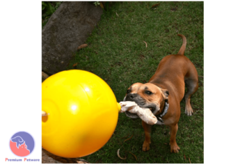 Aussie Dog Home Alone Large