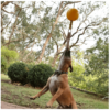 Aussie Dog Home Alone Medium