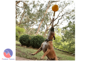 Aussie Dog Home Alone Medium