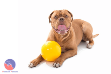 AUSSIE DOG TUCKER BALL