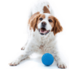 Aussie Dog Catch Ball Blue