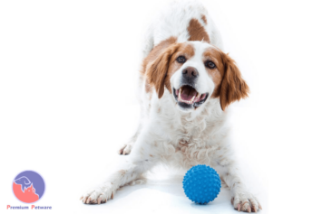 Aussie Dog Catch Ball Blue