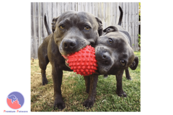 Aussie Dog Catch Ball Red