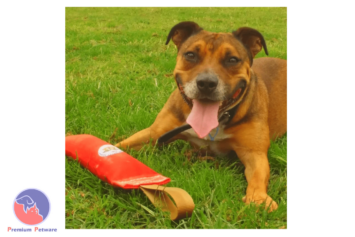 AUSSIE DOG FETCH IT