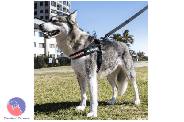 EzyDog Express Harness