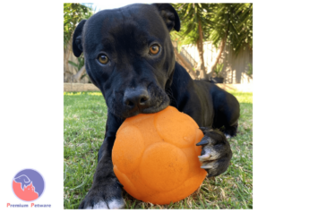 AUSSIE DOG BUDDY BALL