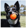 Aussie Dog Buddy Ball