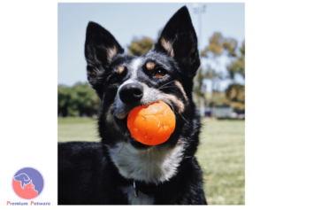 Aussie Dog Buddy Ball