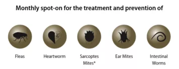 Moxiclear Dog Parasites Treated