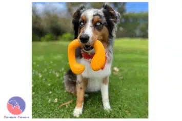 Nylabone C-Shuu