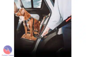 EzyDog Click Leash