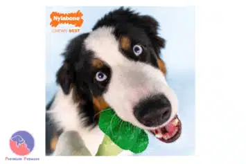 Nylabone Power Chew Broccoli