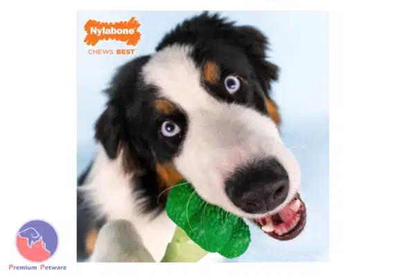 Nylabone Power Chew Broccoli