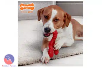 Nylabone Power Chew Lobster