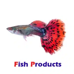 Fish Products At Premium Petware