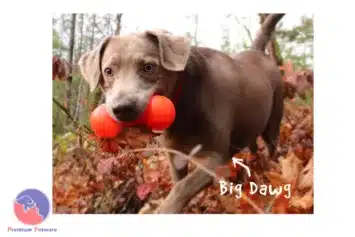 Ruff Dawg Big Dawg M