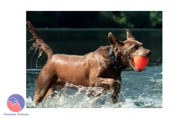 Ruff Dawg Dawg-X