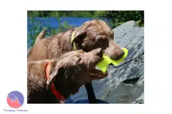 Ruff Dawg Flying Fish
