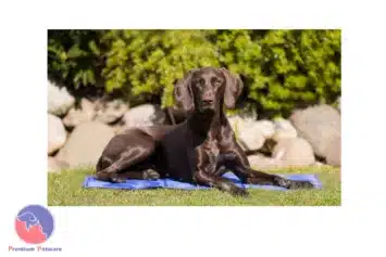 Trixie Cooling Mats For Dogs