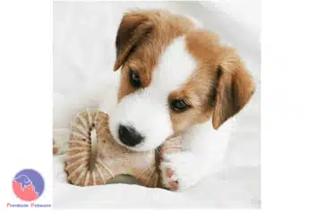 Benebone Bacon Chew Toys For Puppies