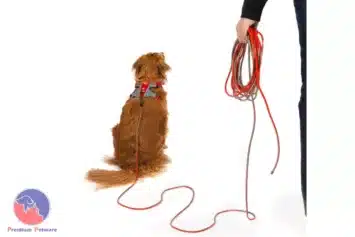 EzyDog Track N Train Slimline Leash