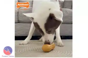 Nylabone Strong Chew Peanut